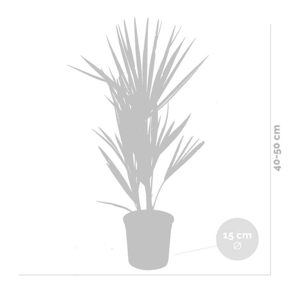 Chamaerops humilis - palmier nain européen - palmier - rustique – ⌀15 cm - ↕40-50 cm