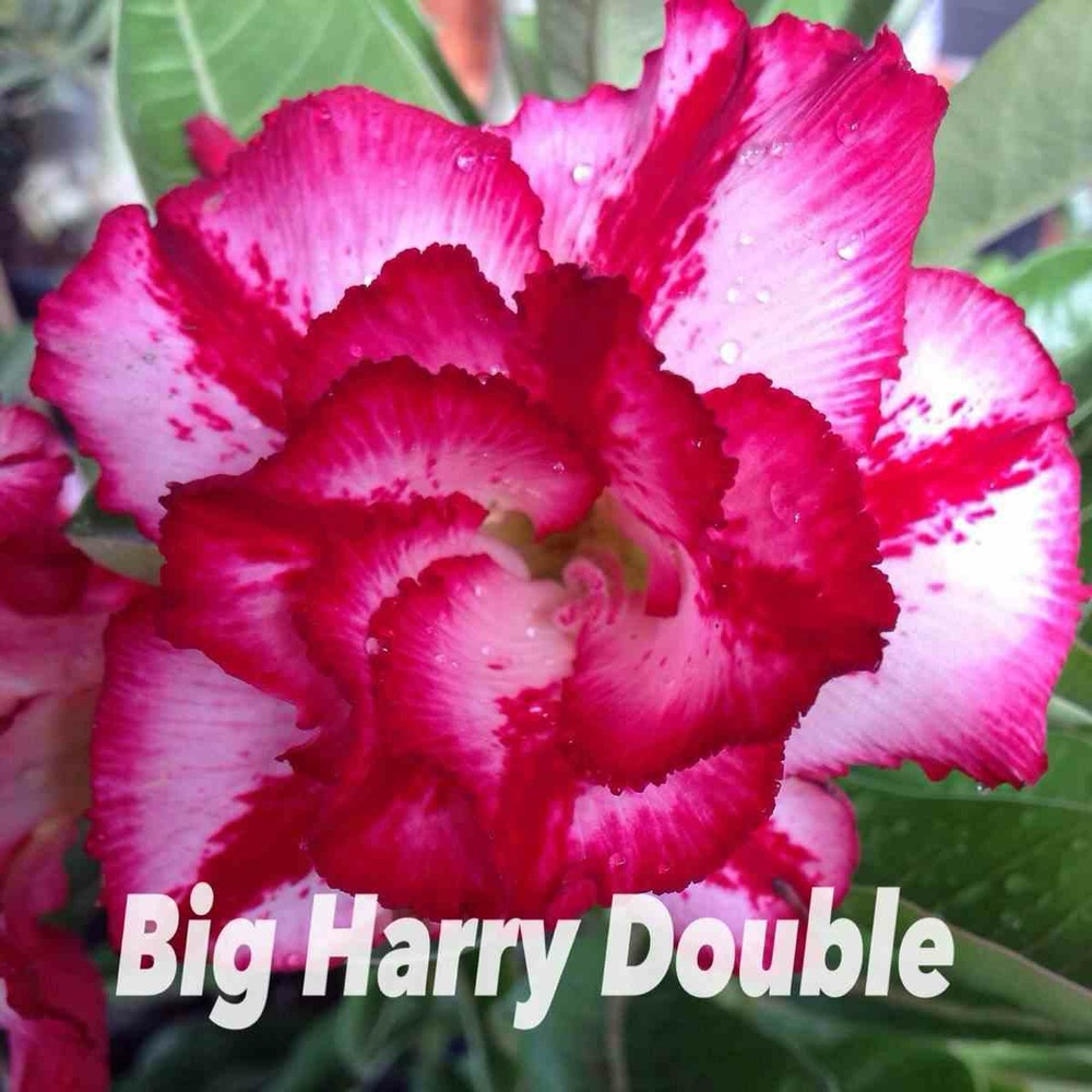Adenium obesum cv.big harry double rose - taille caudex d'environ 2000g 25/30cm très gros caudex
