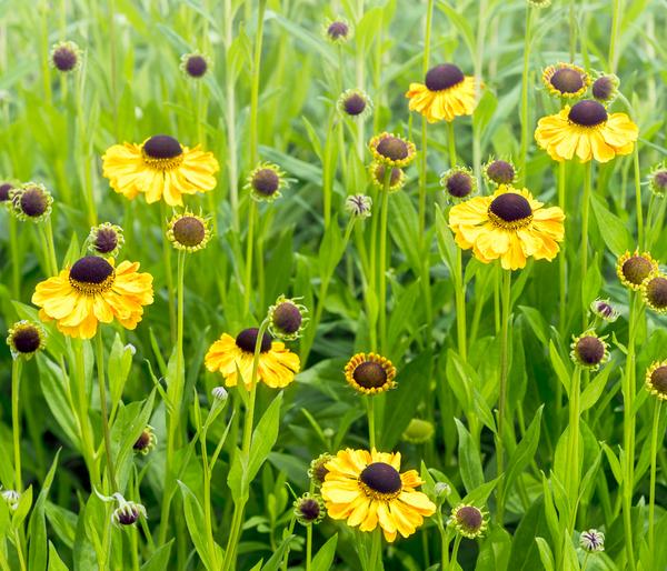 Bio Sonnenbraut, gelb