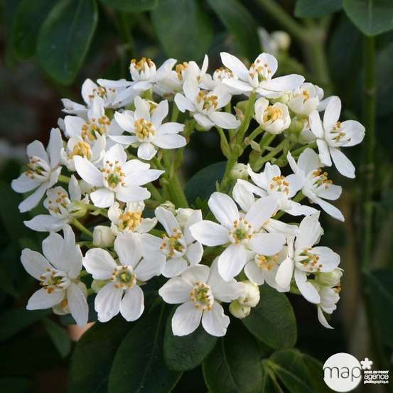 Choisya ternata H.30/40 cm : pot 3 litres