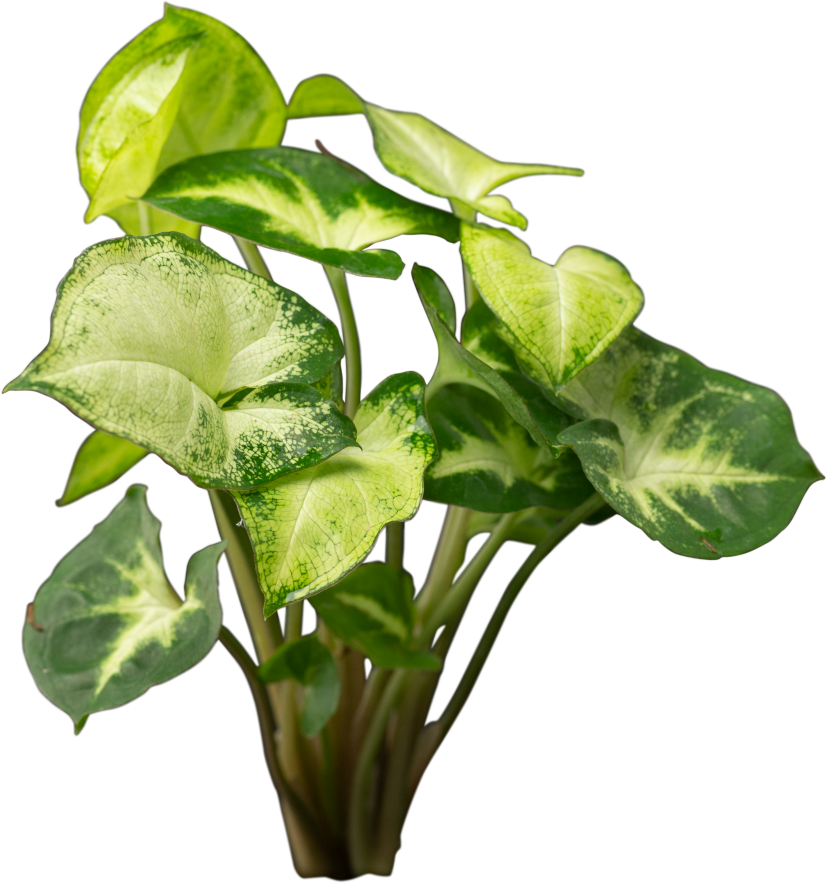 Plant Syngonium Podophyllum White Butterfly