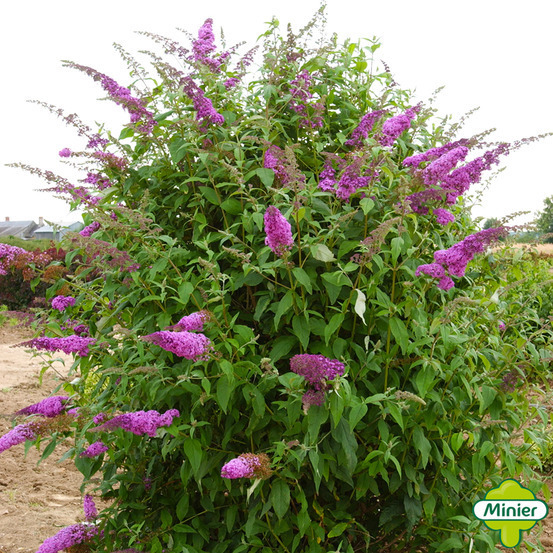 Buddleia, variétés variables - pot 10L