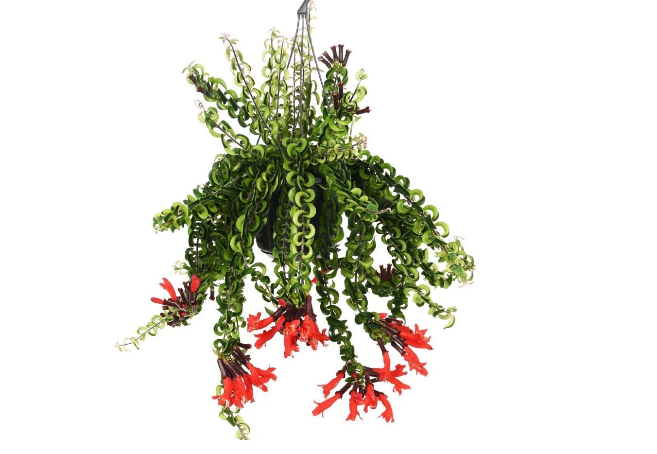 Aeschynantus twister - pot 15cm - hauteur 20-30cm