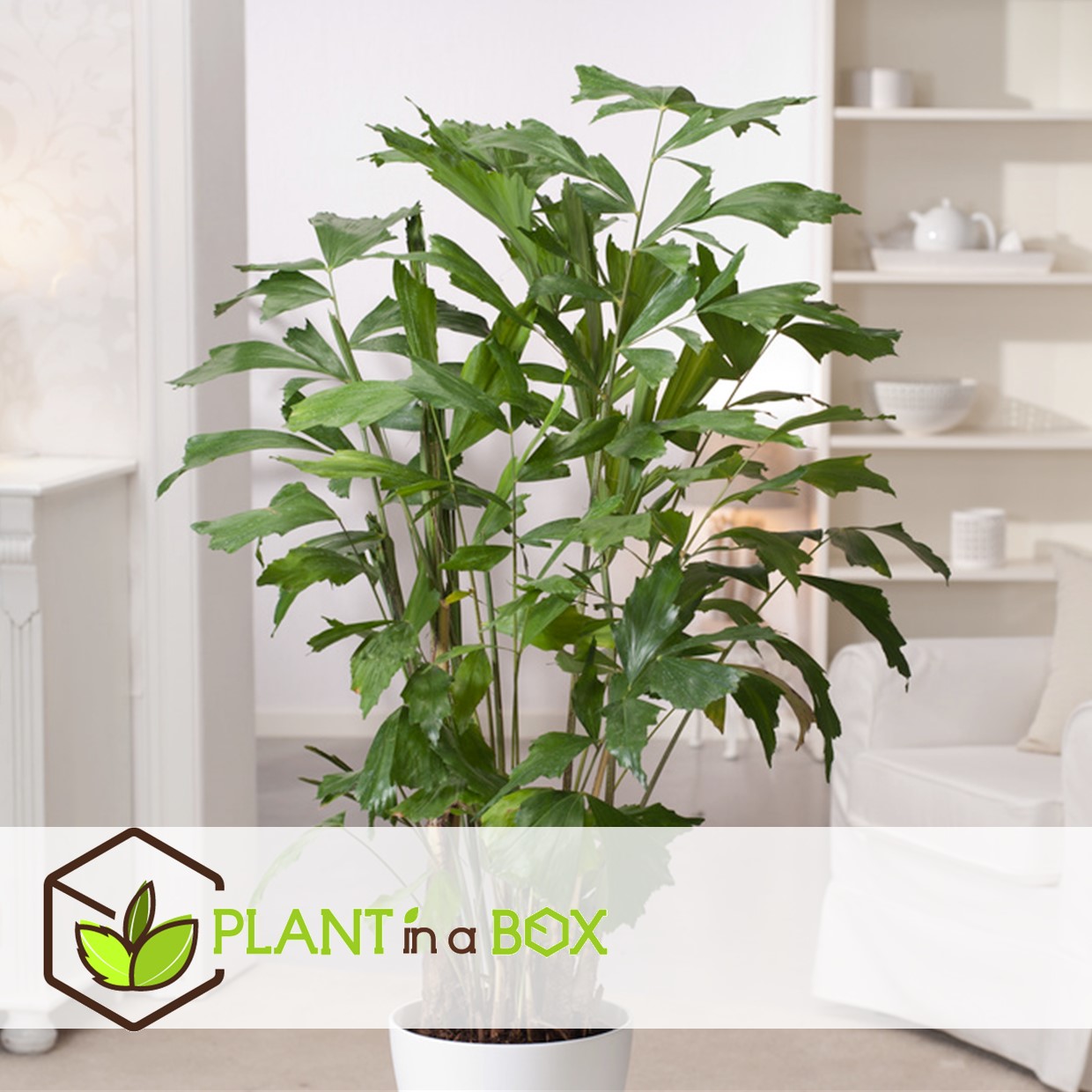 Caryota mitis - plante d'intérieur verte - pot 27cm - hauteur 120-130cm