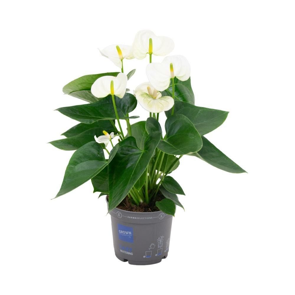 Plante d'intérieur - anthurium blanc 43cm