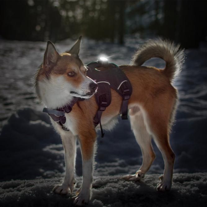 Orbiloc Sicherheitslicht Dog Dual White