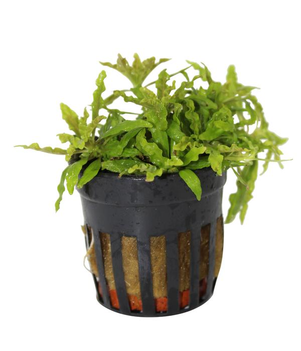 Dehner Aqua Premium Kleiner Wasserstern -
