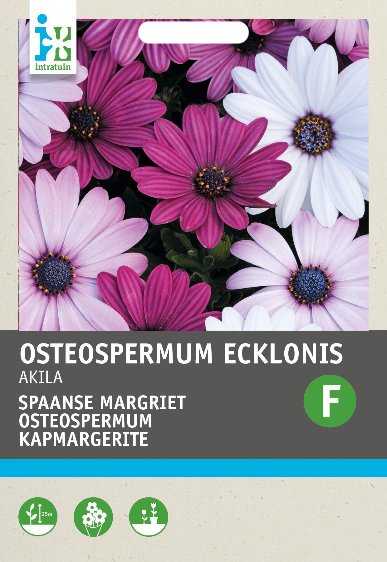Intratuin bloemenzaad Spaanse Margriet mix (Osteospermum 'Akila')