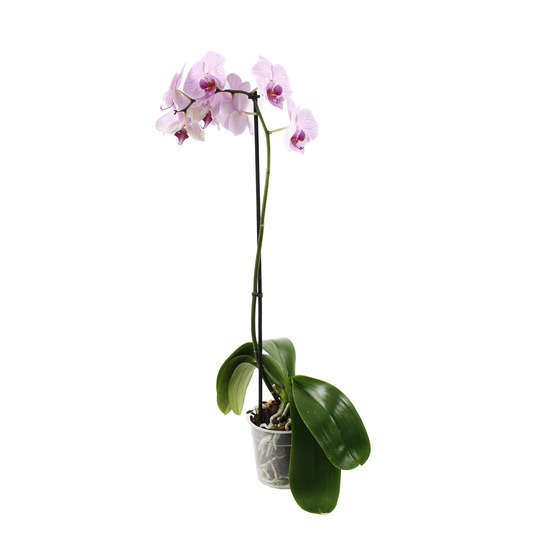 Orchidée Phalaenopsis 1 tige - pot D.12 cm