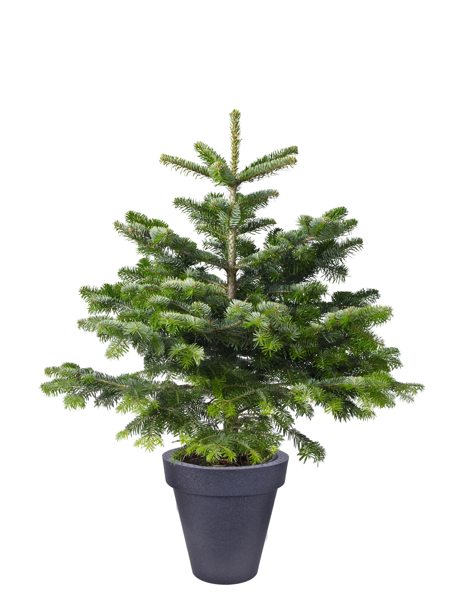 Plantagen Potte Milla