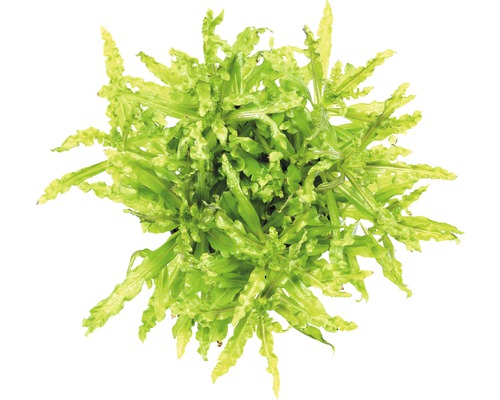 Aquarium waterplantenpakket L 