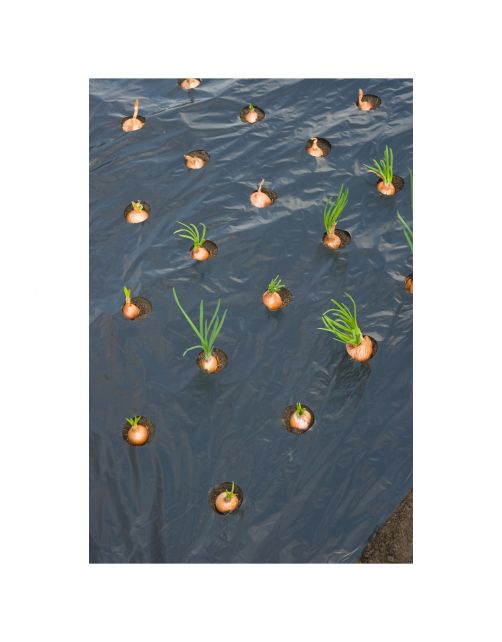 Nature Kweekfolie Kleine Groenten - Groeifolie Gronddoek - 0.95x5 m Zwart Anti-Uv