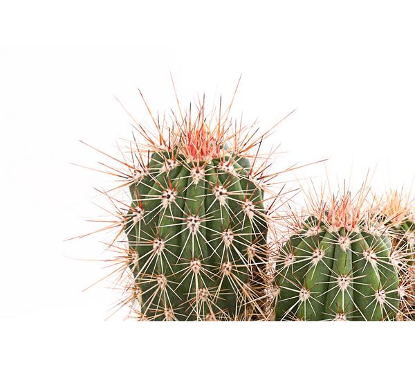 Säulenkaktus - Cereus peruvianus,