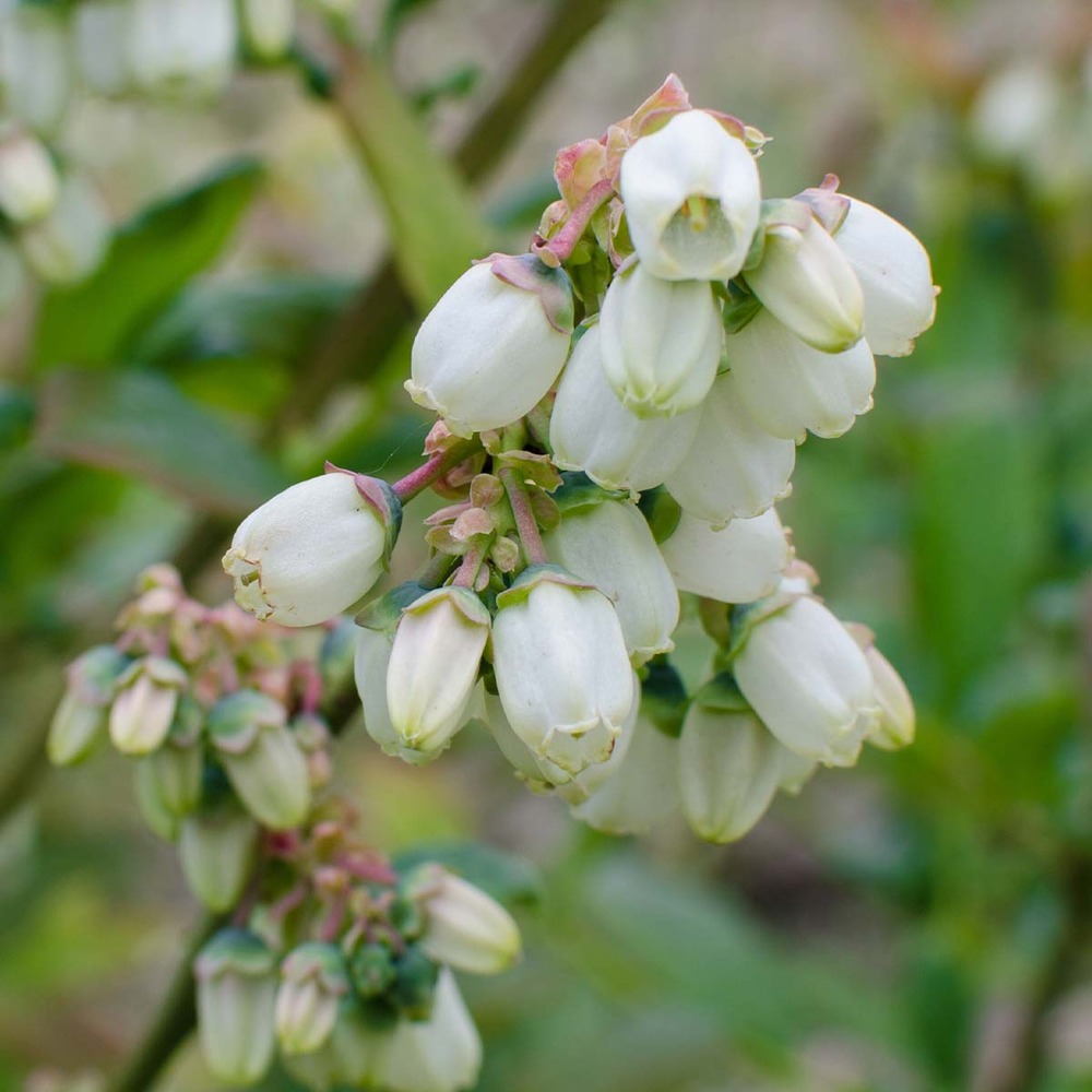 Vaccinium corymbosum 'goldtraube 71'– myrtille – arbre fruitier – rustique - ⌀19 cm - ↕40-50 cm