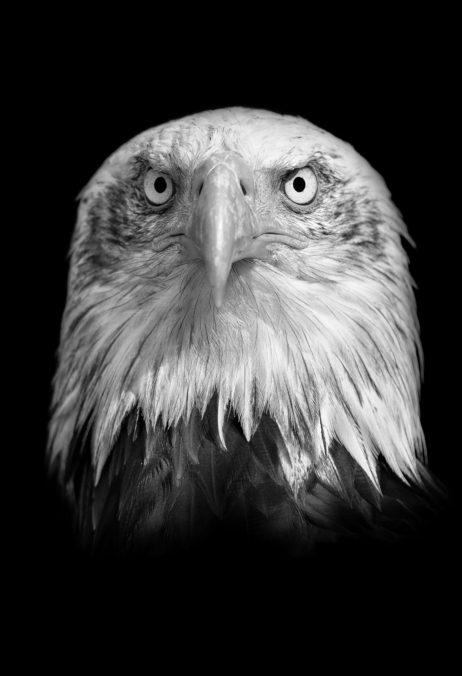Weisskopfadler by Claudio Gotsch - Limited Edition. Edition of: 100. Signed.
