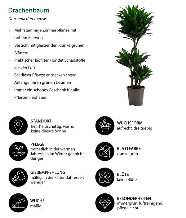 Drachenbaum - Dracaena deremensis compacta