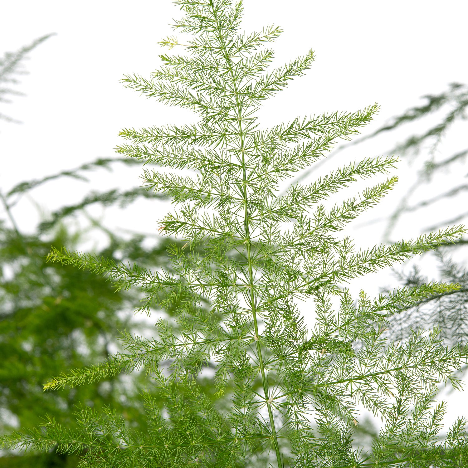 Sierasperge (Asparagus setaceus) D 27 H 70 cm