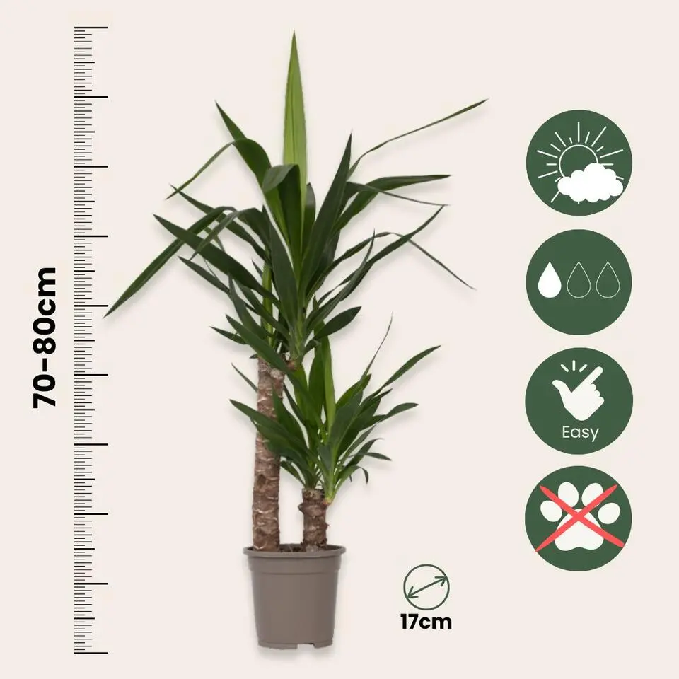Palmlelie - Yucca elephantipes - Hoogte 70-80cm - ⌀17cm