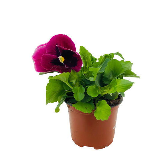 Pensée : pot Ø 10,5 cm - Coloris variables