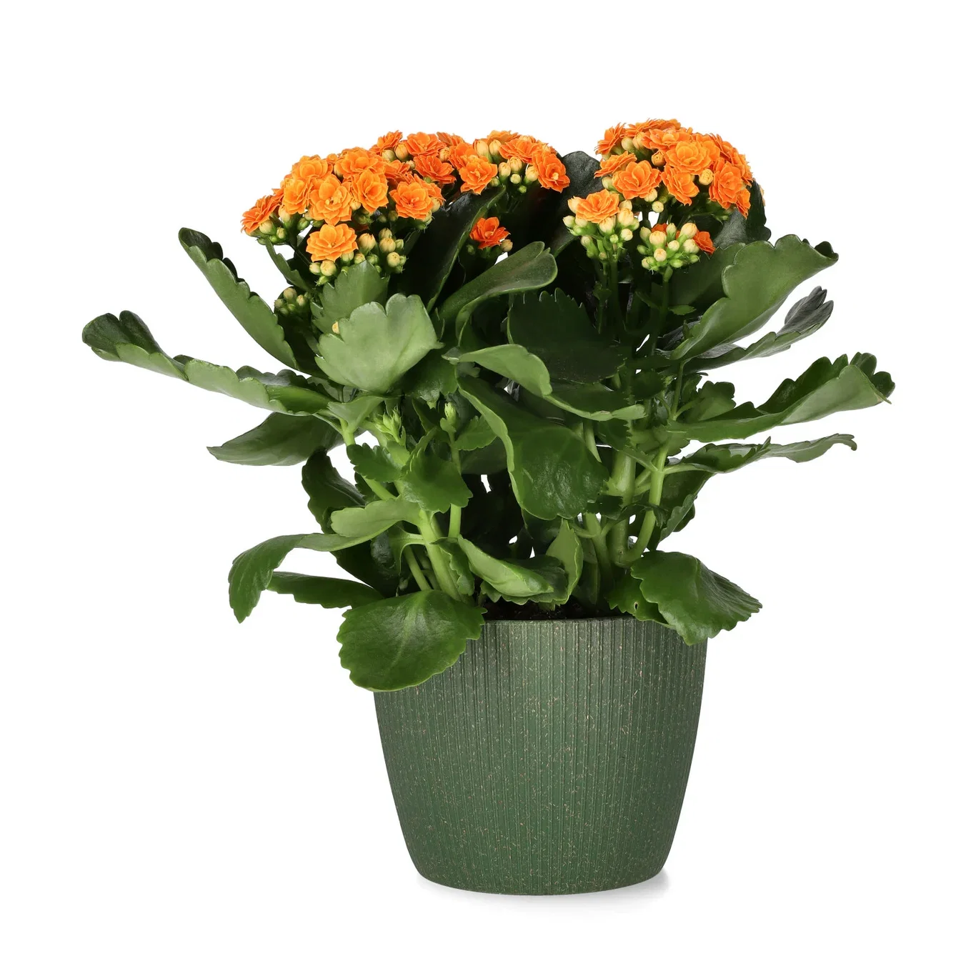 Kalanchoe maxi orange 14cm Ildtopp Høyde 30 cm