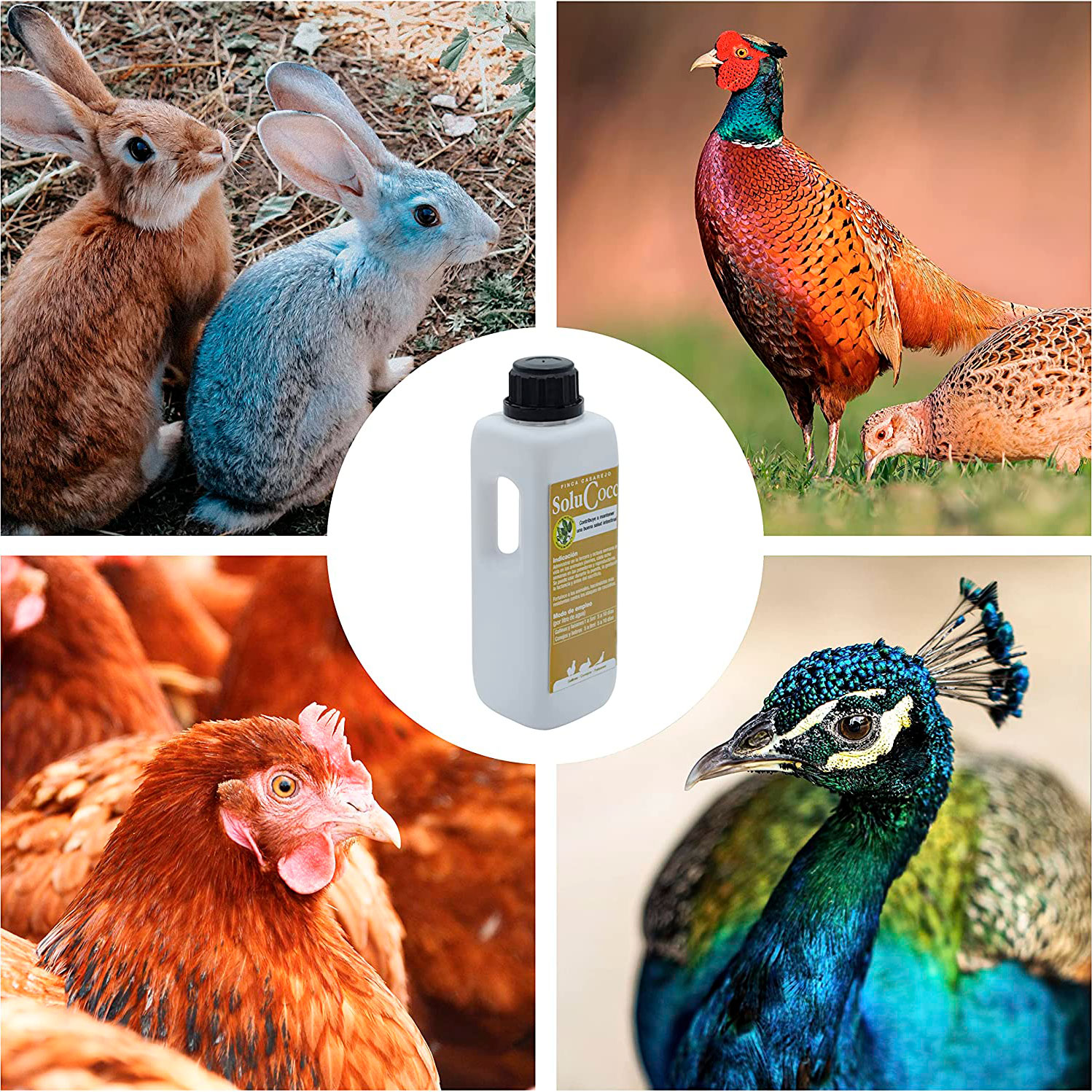 Fazenda Casarejo Solucocc: prevenção da coccidiose em galinhas, coelhos e faisões