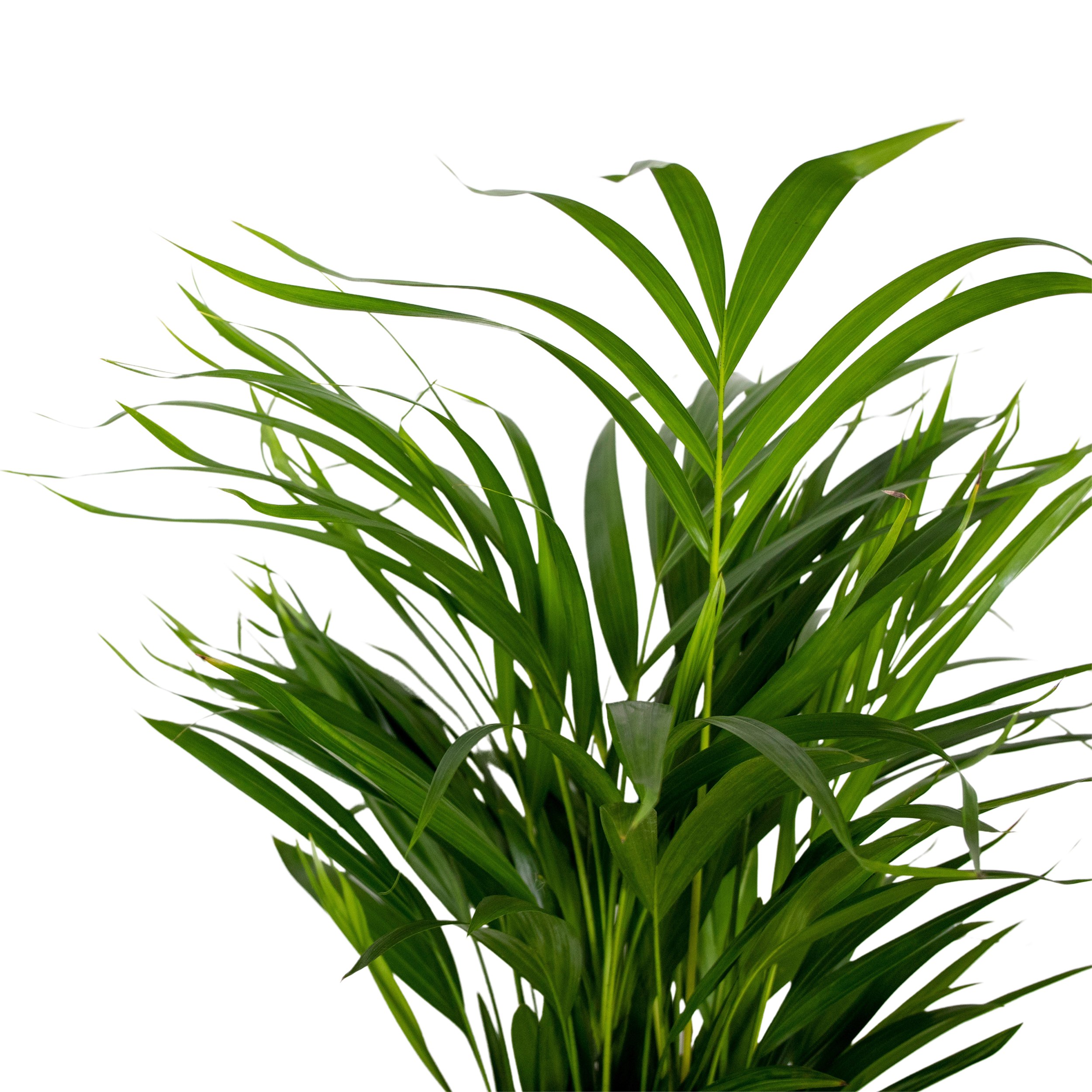2x dypsis lutescens - palmier doré - plante d'intérieur - facile d'entretien - ⌀17 cm - ↕60-70 cm