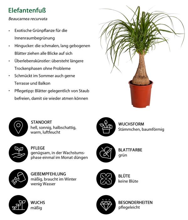 Elefantenfuß - Beaucarnea recurvata