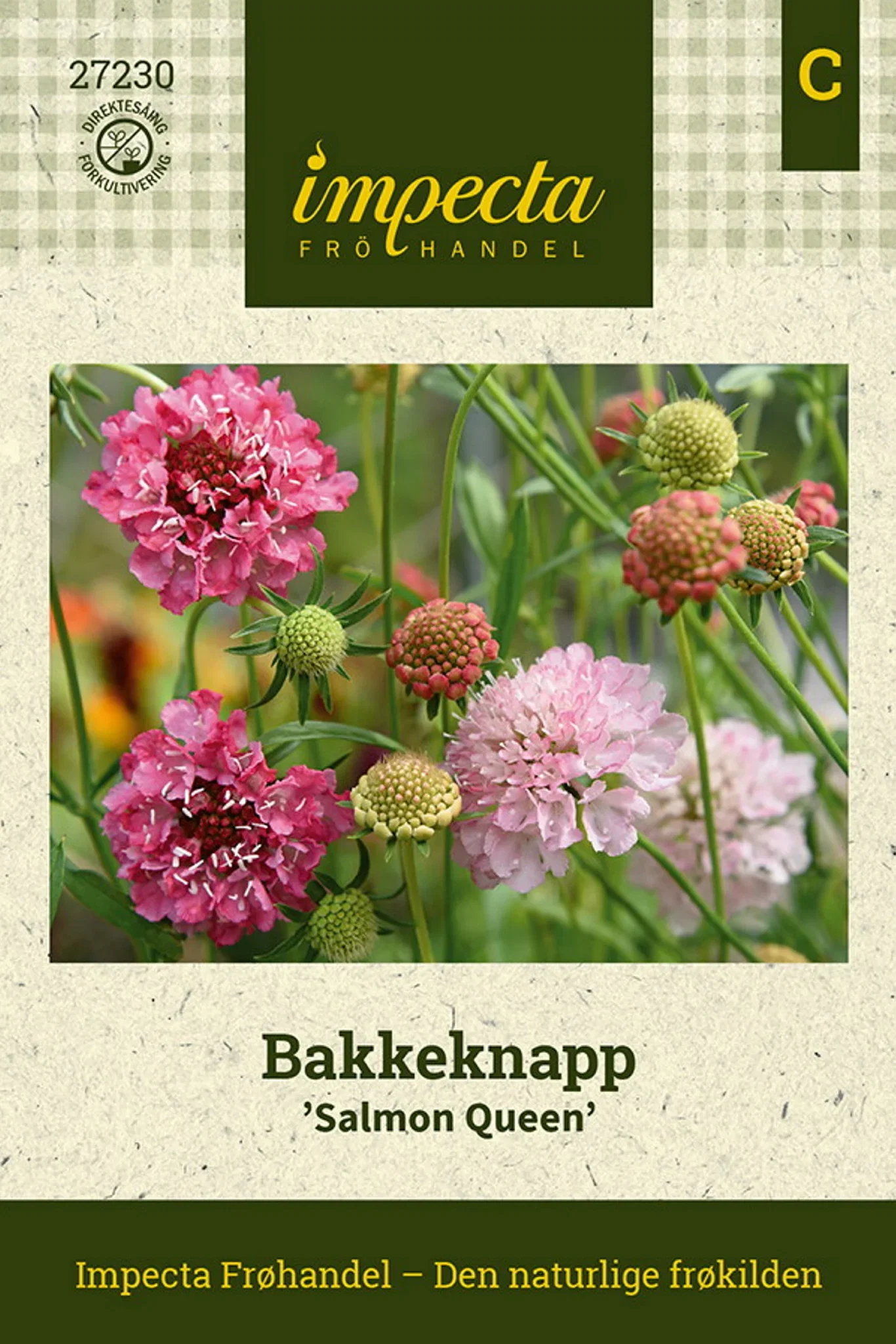 Scabiosa atropurpurea 'Salmon Queen' Bakkeknapp 'Salmon Queen'