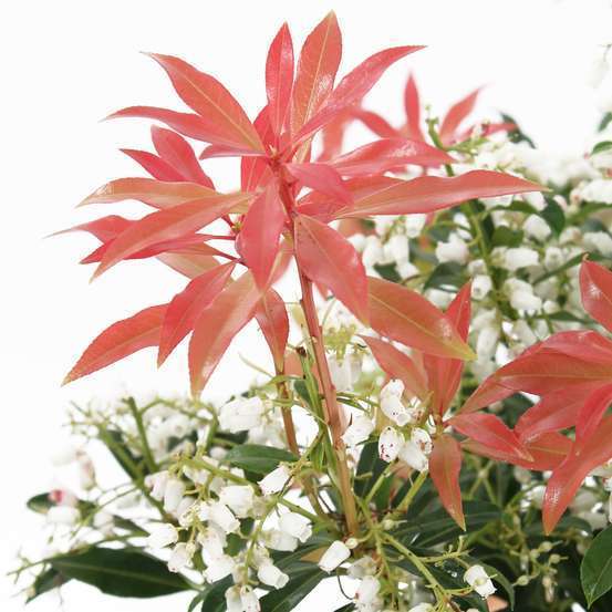 Pieris ' Forest Flame ' : Conteneur de 7,5 litres Hauteur 40/50 cm