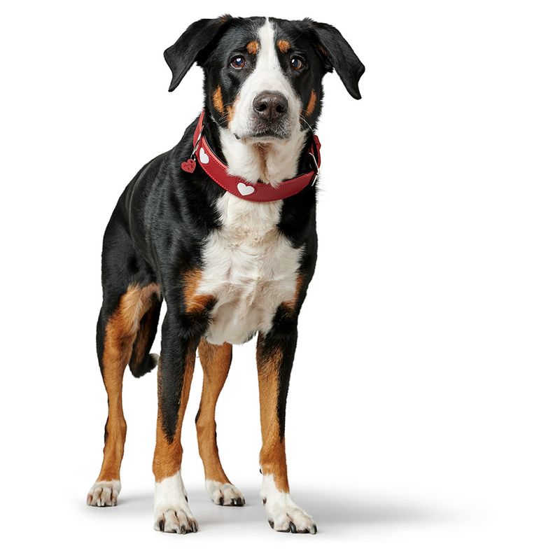 Collier HUNTER Love, rouge pour chien