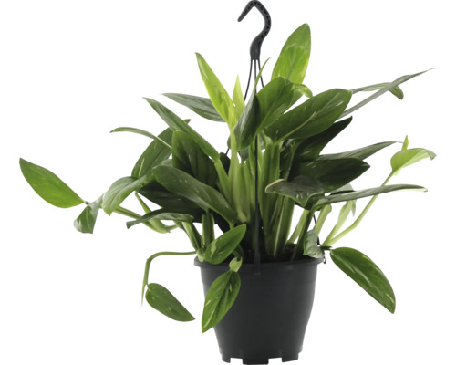 Philodendron Cobra hangmand FloraSelf FloraSelf H ca. 50 cm Ø 17 cm pot