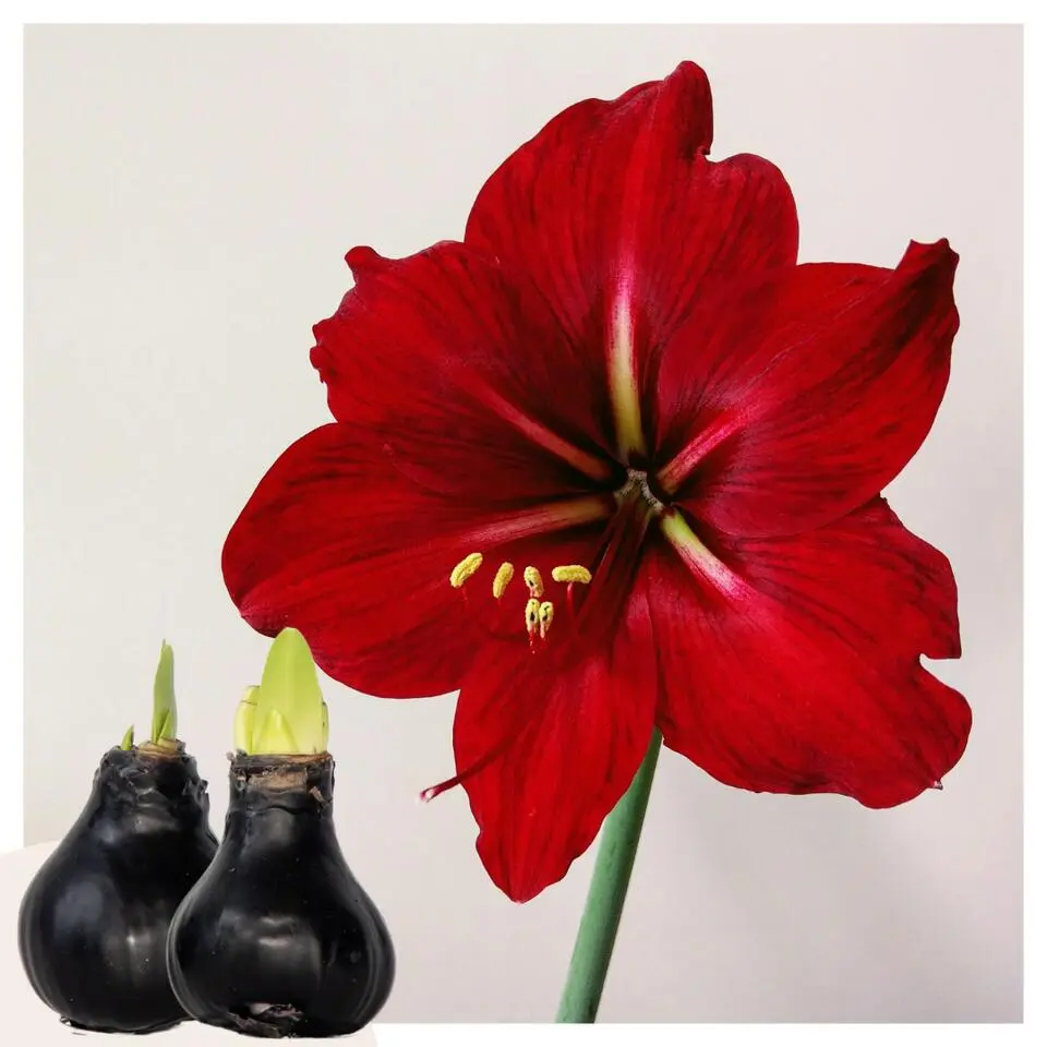 Amaryllis - hippeastrum 'Wax Black' - Bloembol - Rood