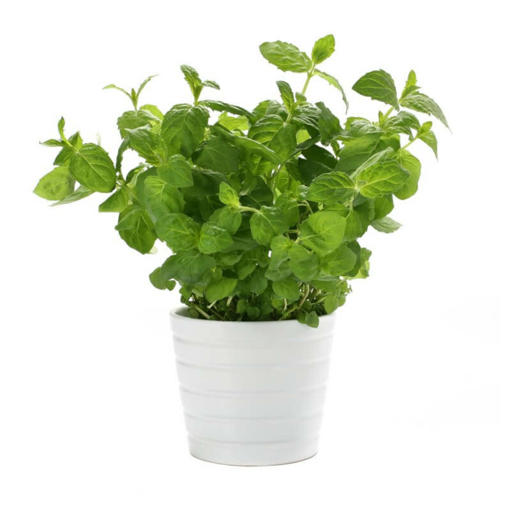 Menthe verte (mentha spicata) - godet - taille 13/25cm