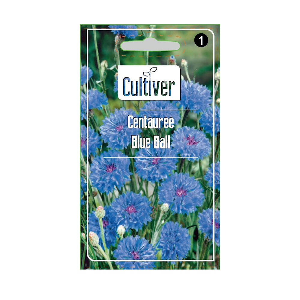 Semence de bleuet