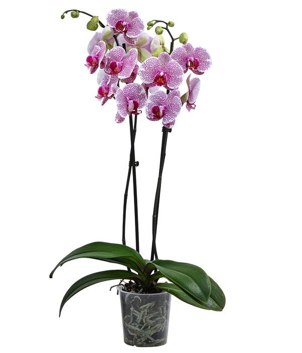 Schmetterlingsorchidee - Phalaenopsis