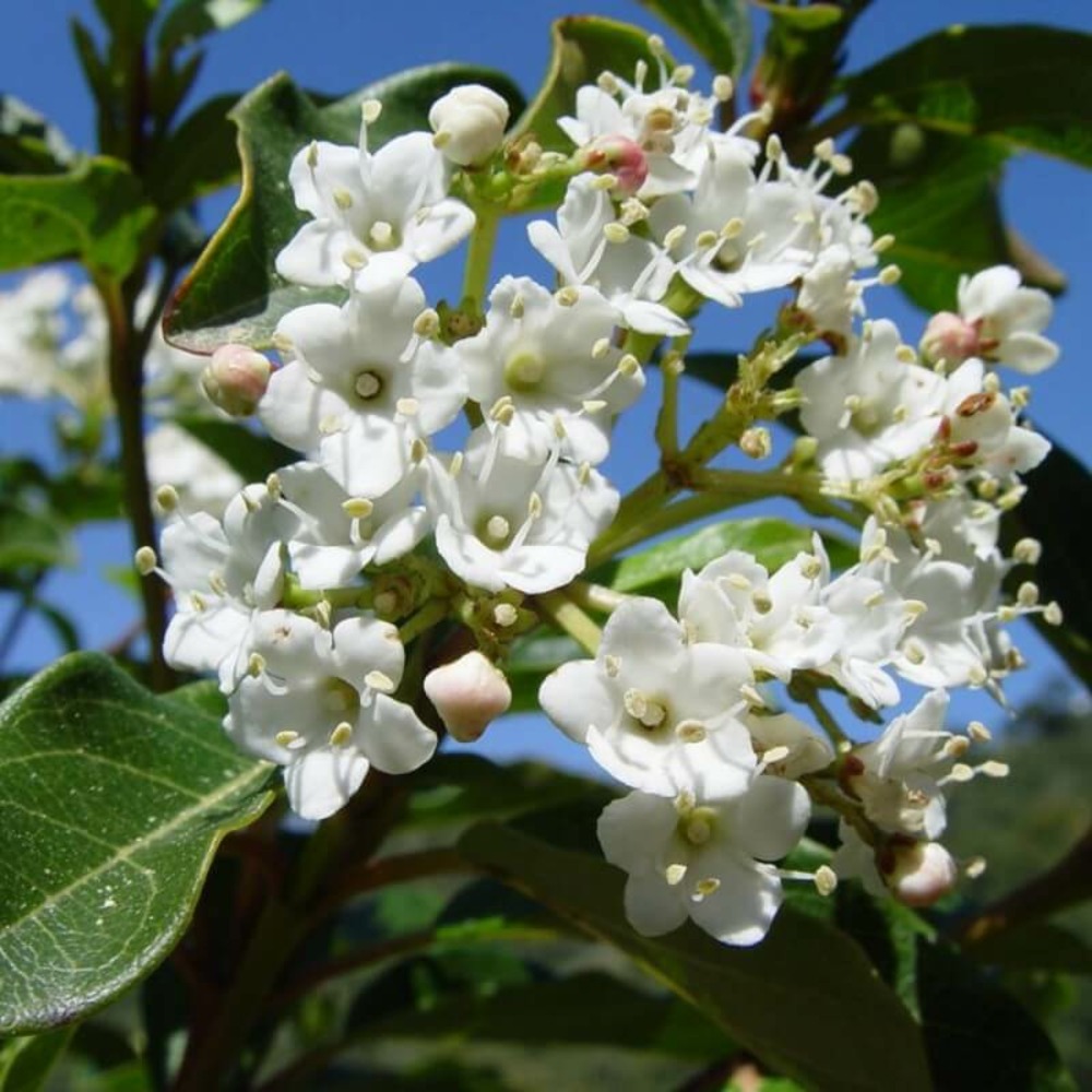 Laurier tin (viburnum tinus) - godet - taille 13/25cm