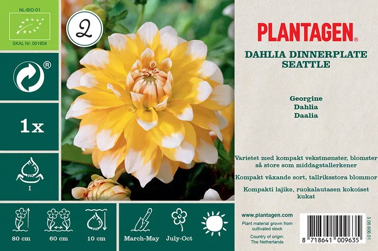 Dahlia x pinnata (Decorative Group) 'Seattle' Dekorativ georgine ‘Seattle’