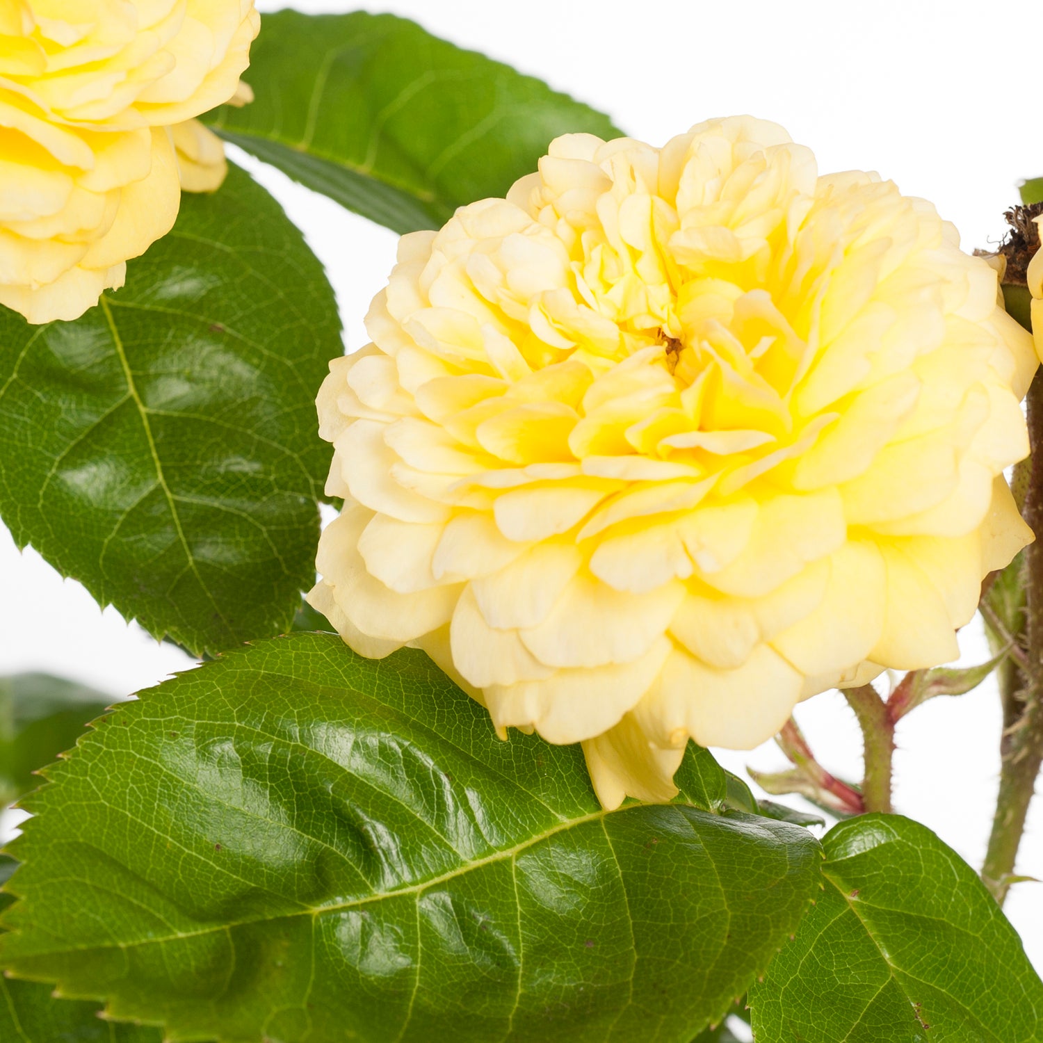 Klimroos (Rosa 'Golden Parfum') D 19 H 70 cm
