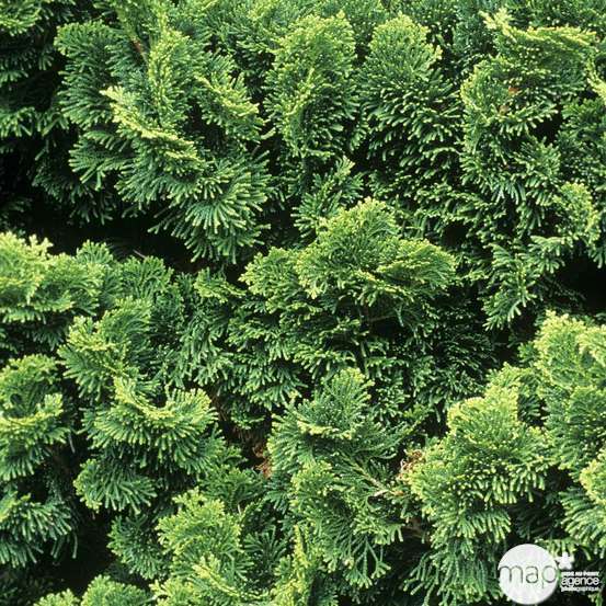 Chamaecyparis obtusa Nana Gracilis : H 25/30 : pot 4 L