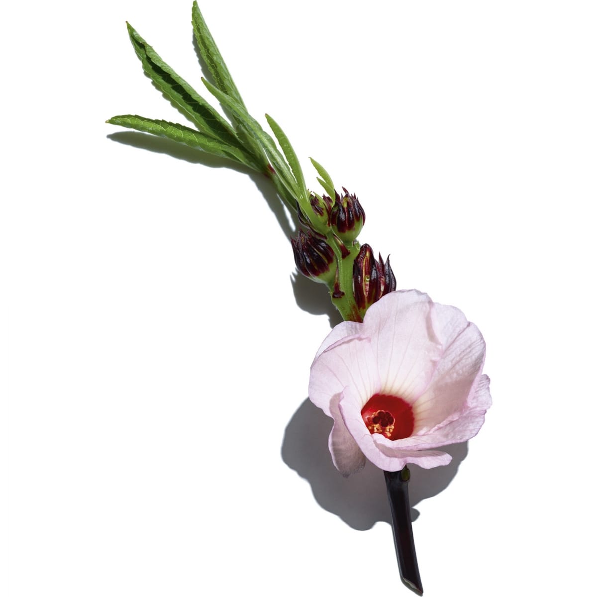 CLARINS Multi-Intensive Crème Rose Lumière
