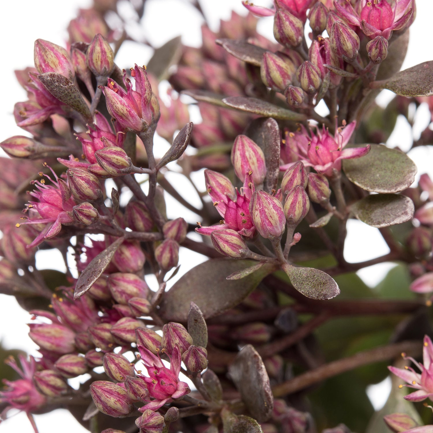 Vetkruid (Sedum 'Red Sparkle') D 11 H 10 cm