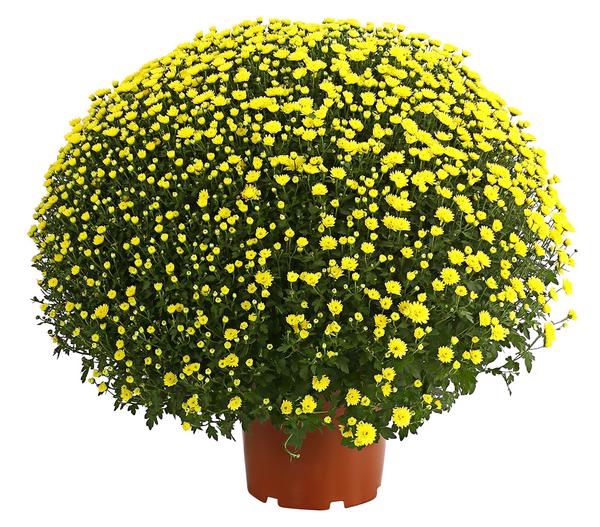 Herbst-Chrysantheme