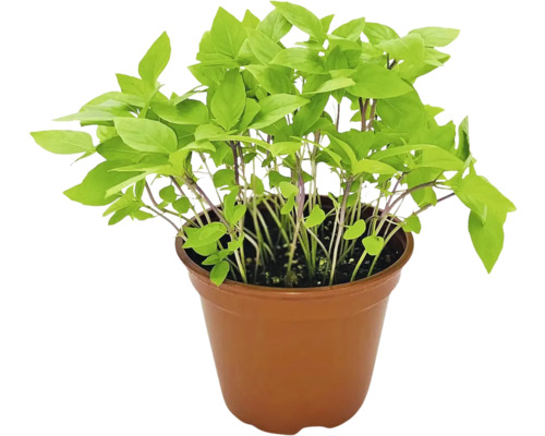 Biologische Thaise basilicum FloraSelf Biologische Ocimum basilicum 'Siam Queen' Ø 12 cm pot