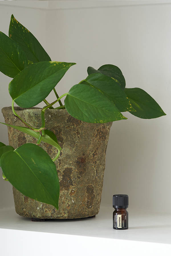 Huile de jasmin  Jasminum grandiflorum