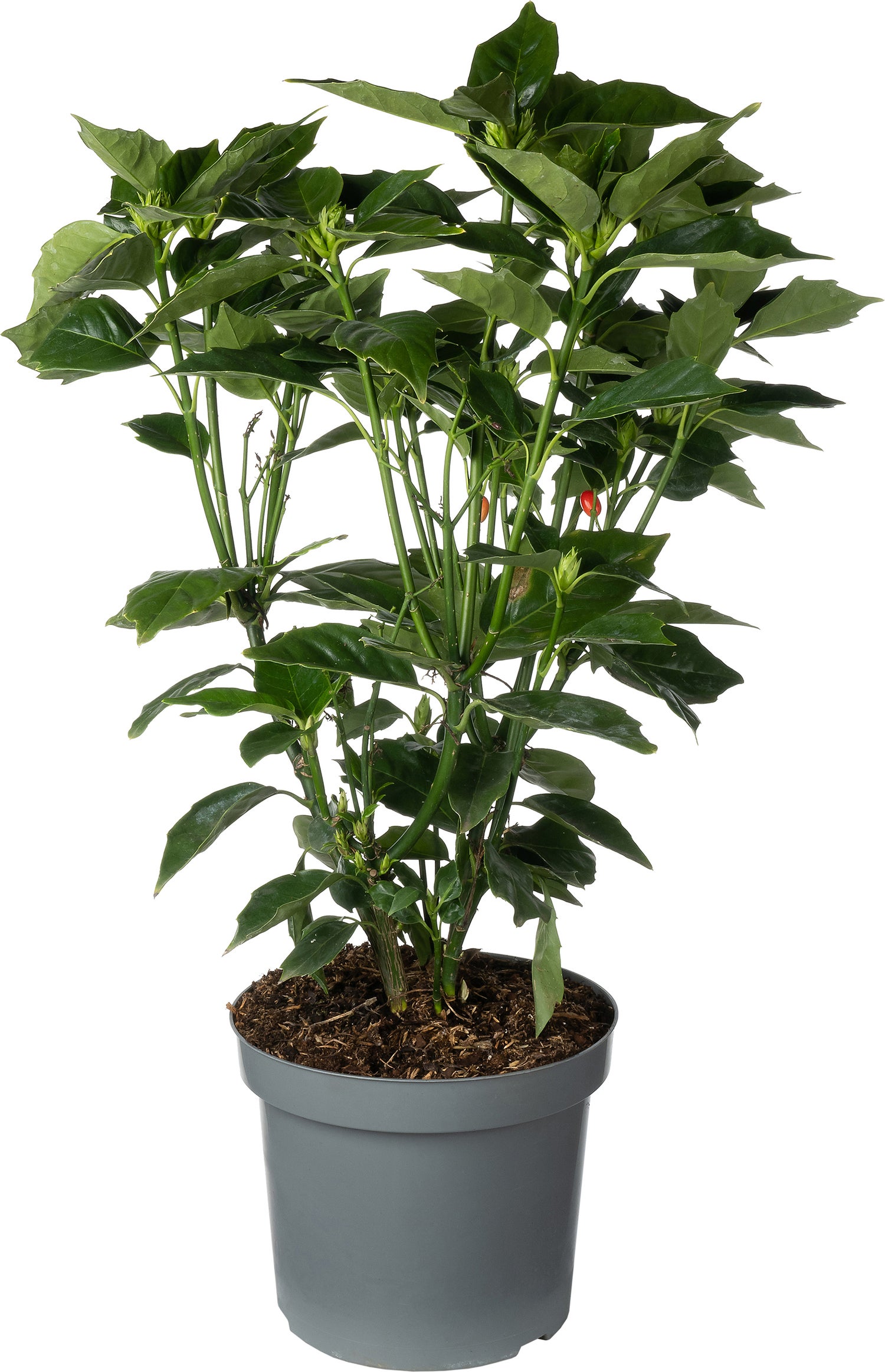 Broodboom (Aucuba japonica 'Rozanie') D 26 H 60 cm