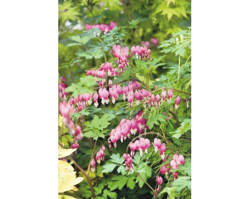 Vaste planten in diverse soorten FloraSelf H 35-45 cm Co 5 L