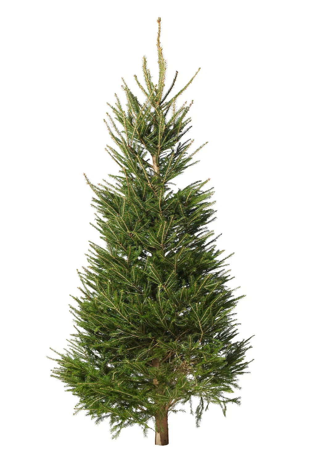Picea abies Vanlig gran 220-270cm Høyde 220-270 cm