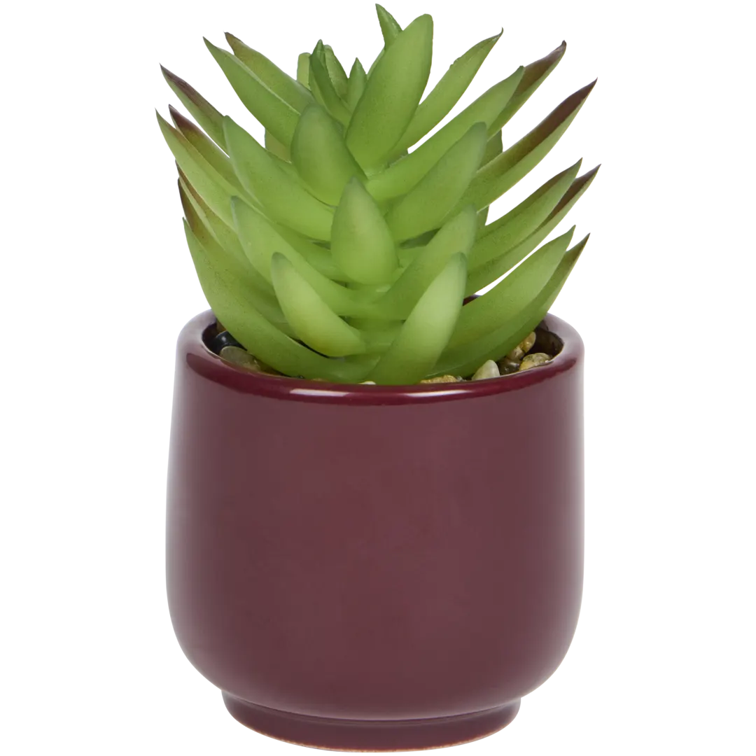 Plante grasse artificielle en pot Home Accents