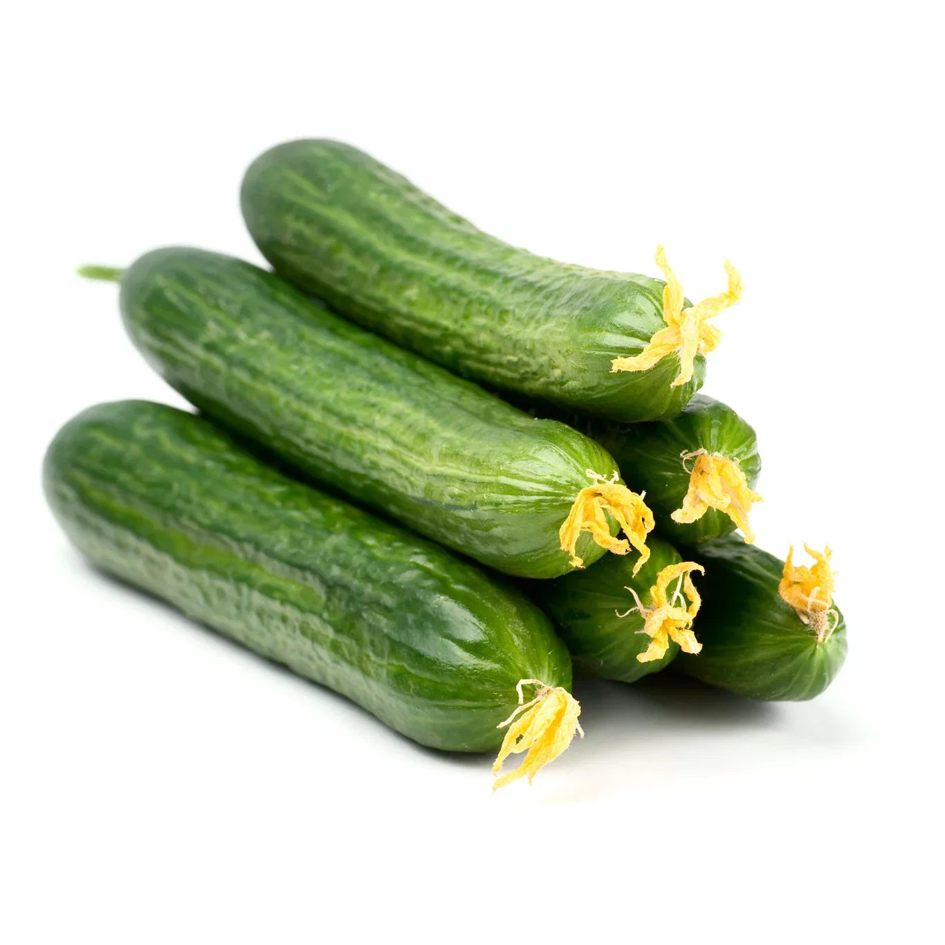 Cucumis 'Baby' Miniagurk 'Baby' Ø6 cm