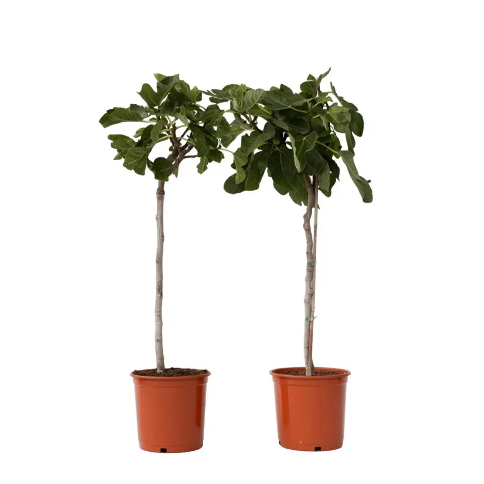 Vijgenboom - Set van 2 - Ficus Carica - Hoogte 70-90cm - ⌀21cm